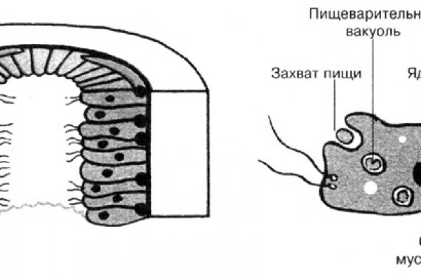 Kraken tor onion